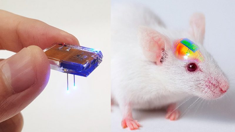 Científicos logran suprimir la influencia de drogas en ratones mediante un implante en el cerebro